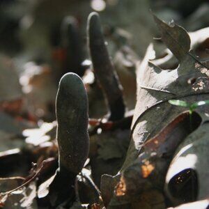 STORE PERMANENTLY CLOSING 03/01/2026